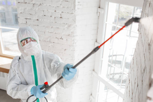 Best Mold Removal for HVAC Installations  in Brighton, AL