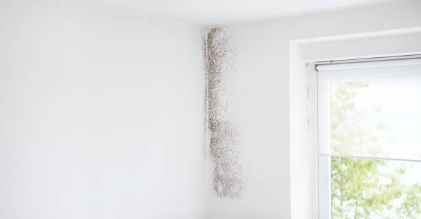 Mold Odor Removal Services in Brighton, AL